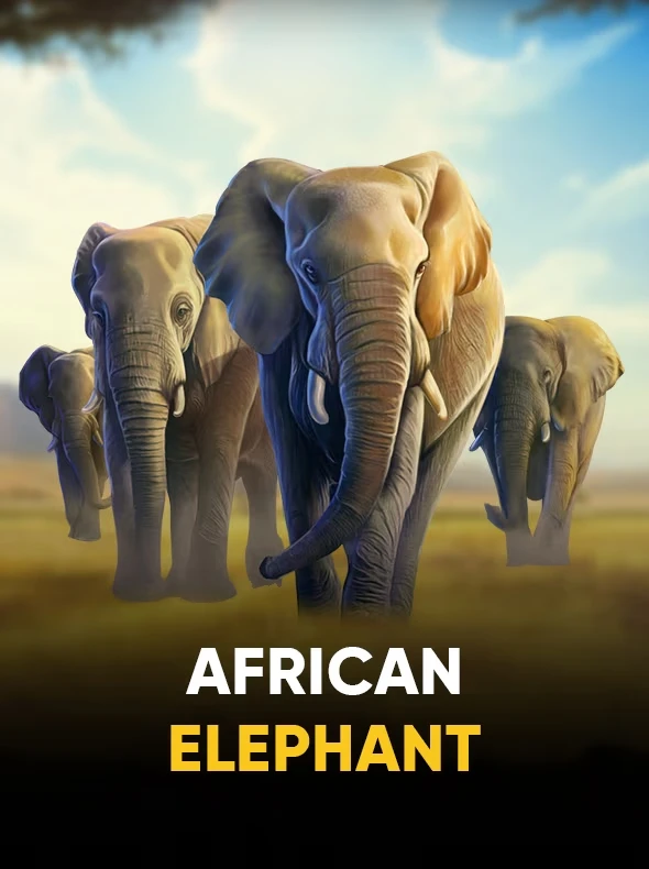 African Elephant